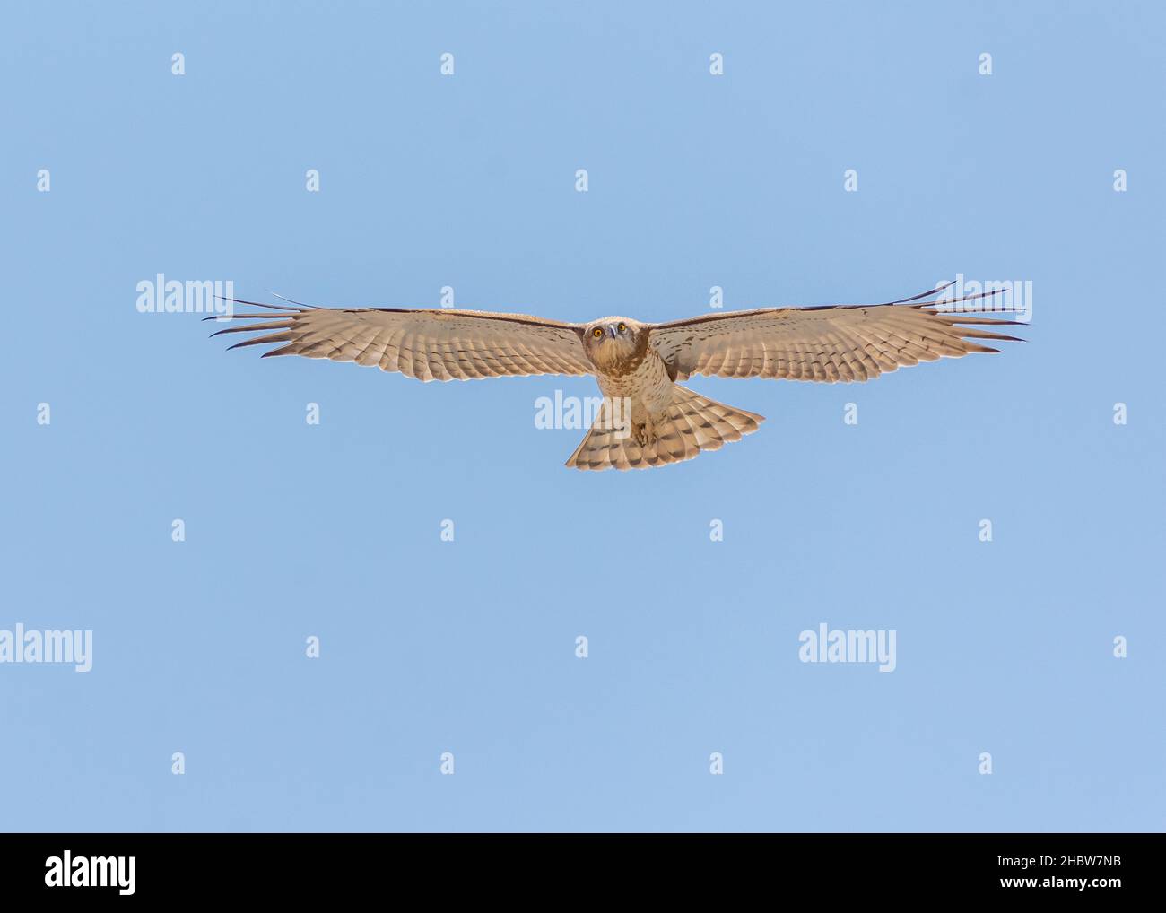 Kurzkrötenadler im Flug Stockfoto