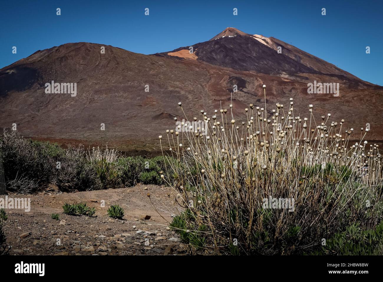 Vulkanlandschaft mit dem Vulkan El Teide im Landesinneren von Teneriffa, Kanarische Inseln, Spanien. Sonniger Tag, blauer Himmel, keine Menschen. Stockfoto