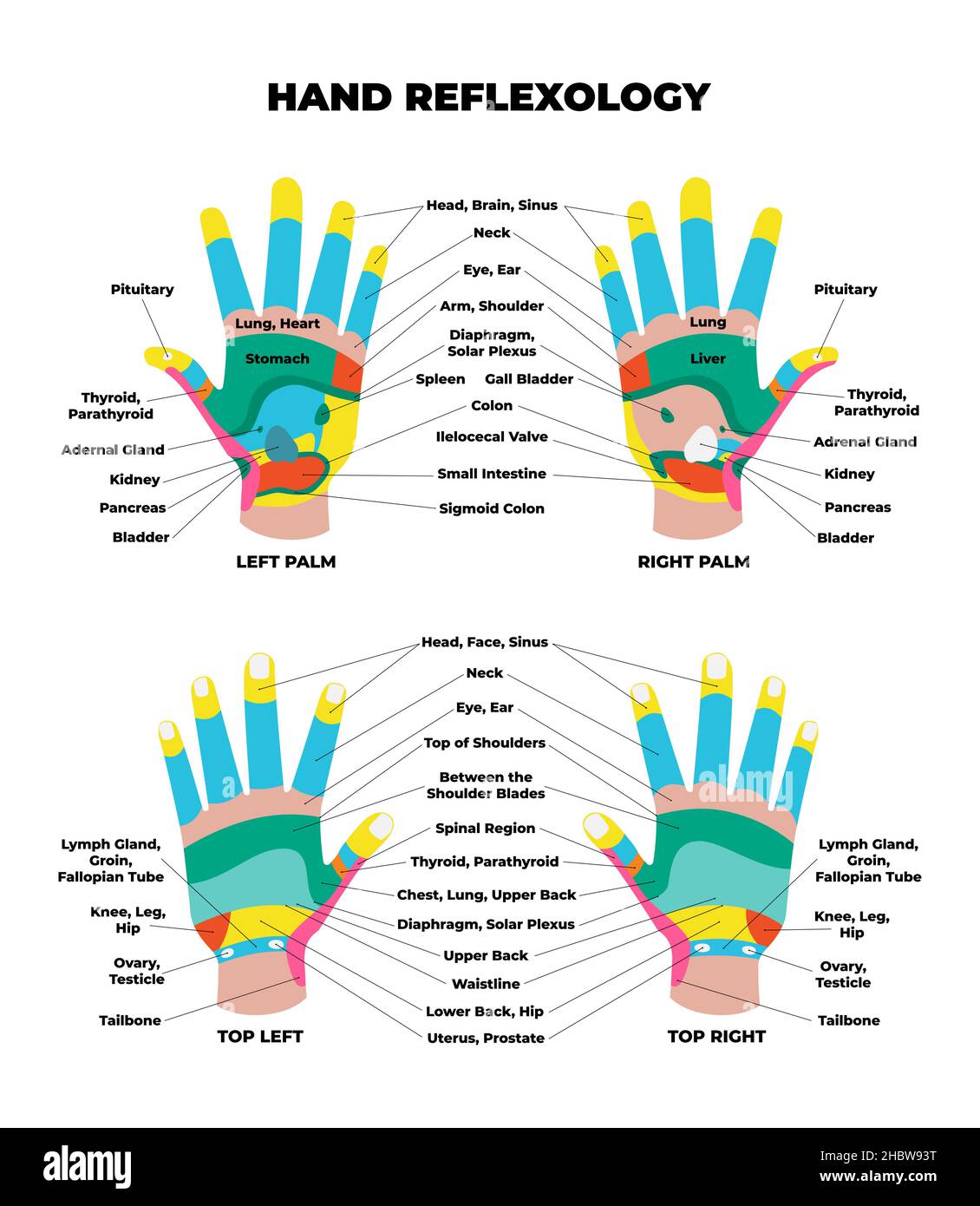 Linke und rechte Handfläche und obere dorsale Reflexzonenmassage mit genauer Beschreibung der entsprechenden inneren Organe und Körperteile. Alternative Medizin und Behandlung Akupunkturpunkte. Vektor Stock Vektor