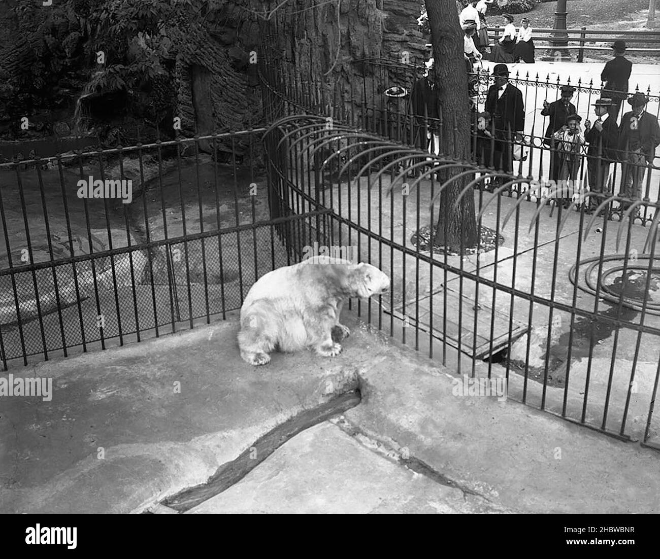 Besucher, die den Eisbären (Ursus maritimus) beim Spaziergang auf dem Boden seines Käfigs im Lincoln Park Zoo betrachten, von oben gesehen ca. 1900 Stockfoto