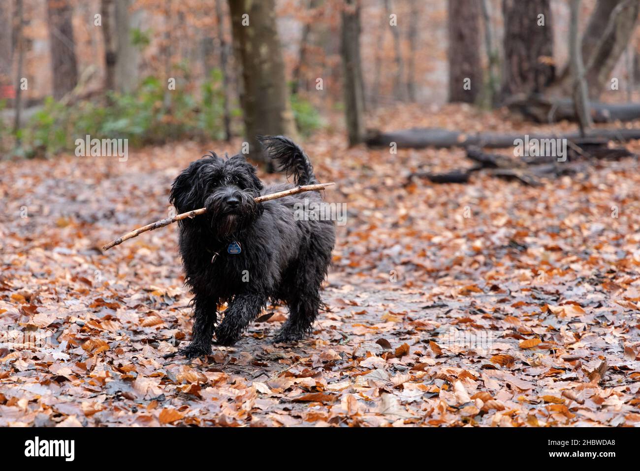 Ein junger schwarzer Labradoodle-Hund findet einen Stock. Wandern mit dem Hund in einem Wald mit Herbstfarben und Blättern auf dem Boden Stockfoto