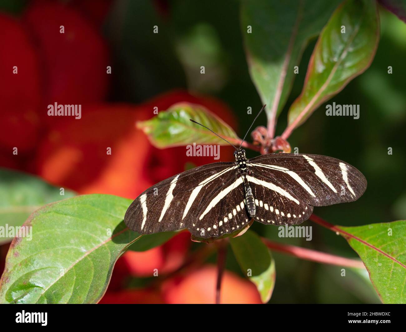 Nahaufnahme eines schwarzen Schmetterlings mit weißen Streifen, Zebra Longwing oder Zebra Heliconian, der auf einer Pflanze mit großen grünen Blättern und roten Blüten ruht. Phot Stockfoto