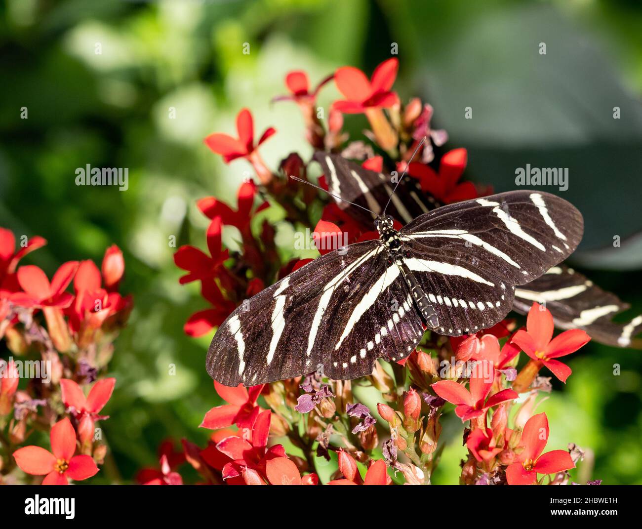 Nahaufnahme eines schwarzen Schmetterlings mit weißen Streifen, Zebra Longwing oder Zebra Heliconian, der auf einer Pflanze mit roten Blüten ruht. Von oben fotografiert. Stockfoto