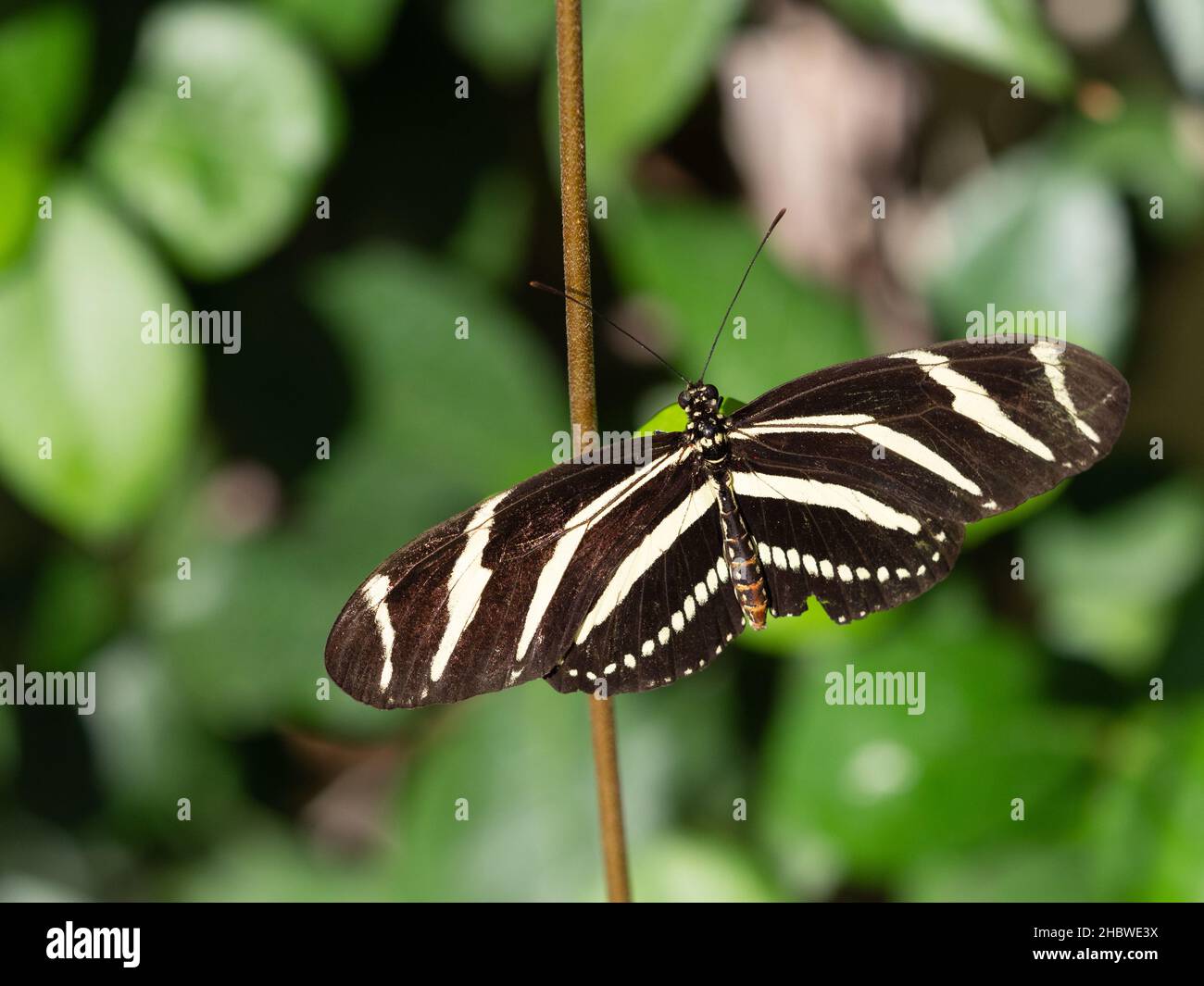 Nahaufnahme eines schwarzen Schmetterlings mit weißen Streifen, Zebra Longwing oder Zebra Heliconian, mit offenen Flügeln. Von oben fotografiert. Stockfoto