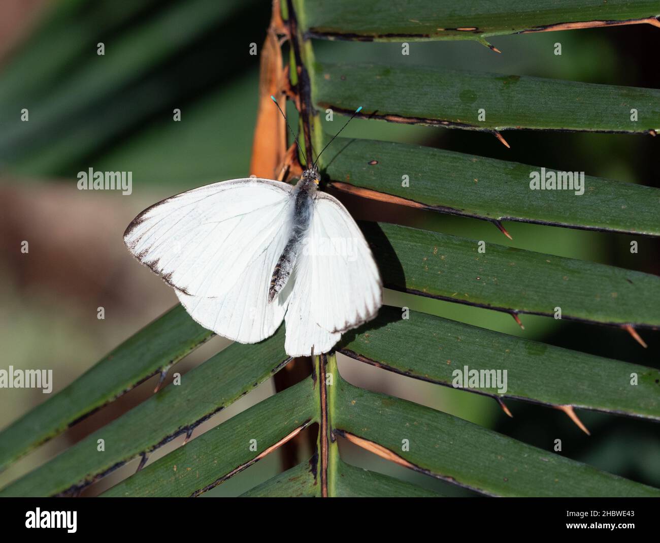 Ein großer südweißer männlicher Schmetterling, der auf dem Stamm einer grünen Pflanze ruht und von oben mit einer geringen Schärfentiefe fotografiert wurde. Stockfoto