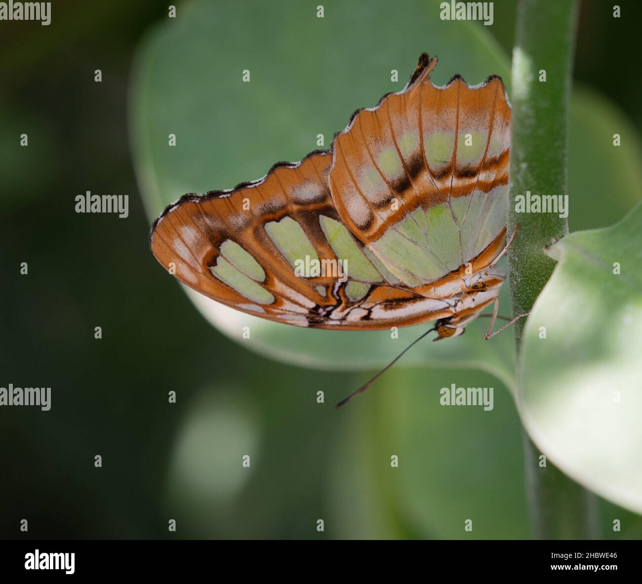 Malachitschmetterling mit hellgrünen und rotbraunen geschlossenen Flügeln, die auf einem Pflanzenstamm ruhen. Fotografiert mit geringer Schärfentiefe. Stockfoto