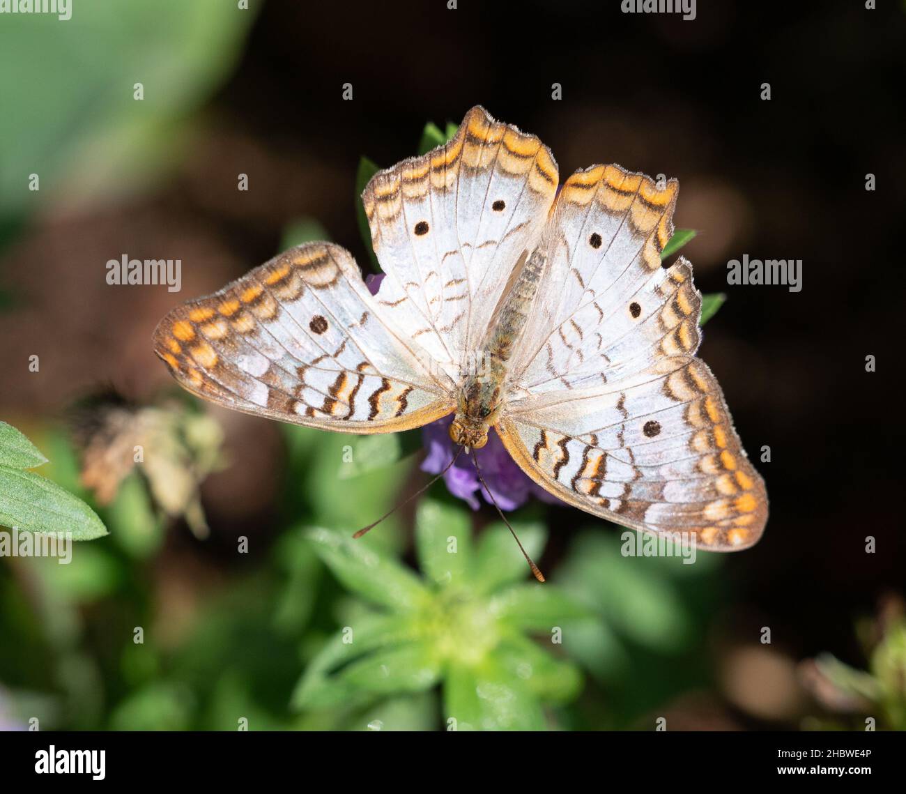 Weißer oder hellgrauer Schmetterling mit schwarzen Flecken und braunen und orangen Markierungen an Flügelkanten. Schmetterling ruht auf einer violetten Blume und einem Foto Stockfoto