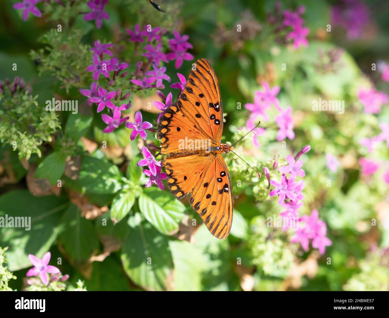 Orangefarbener und schwarzer Schmetterling aus dem Golf, der auf einer Pflanze mit kleinen Fuchsia-Blüten thront. Stockfoto
