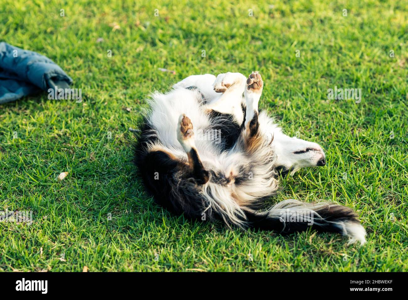 Hund kratzt sich auf dem Rücken auf dem Gras im Park Stockfoto