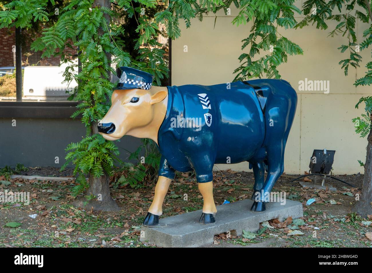Polizeiwache Cow Art, Shepparton, Victoria, Australien Stockfoto
