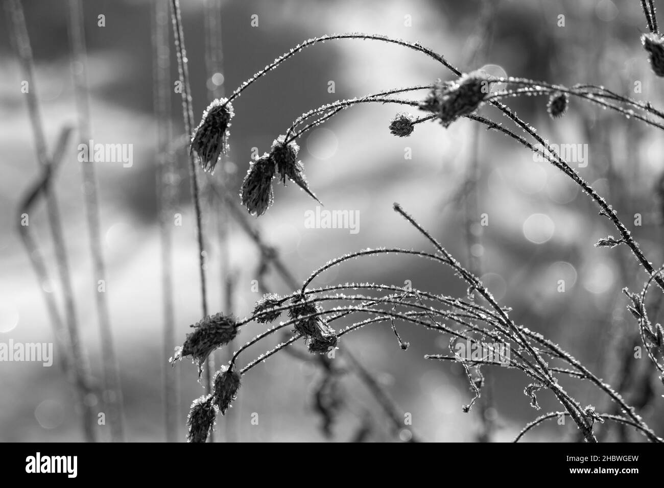 Schwarz-weiße Ansicht von getrockneten Blumen bedeckt mit Reif im Winter Stockfoto