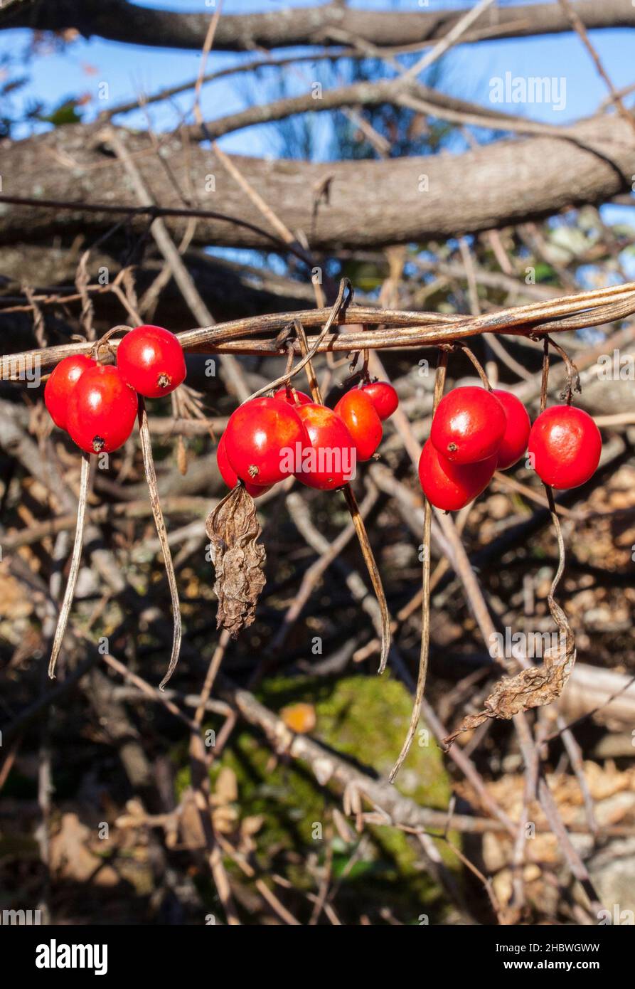 Dioscorea communis Beeren im Kastanienwald. Magischer Herbst im Ambroz Valley, Extremadura, Spanien Stockfoto