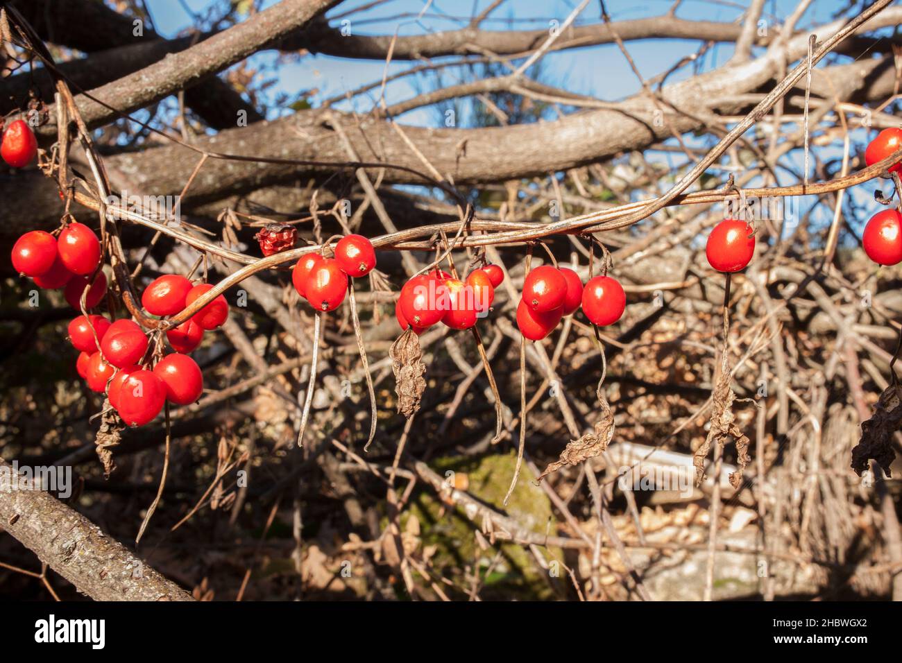 Dioscorea communis Beeren im Kastanienwald. Magischer Herbst im Ambroz Valley, Extremadura, Spanien Stockfoto