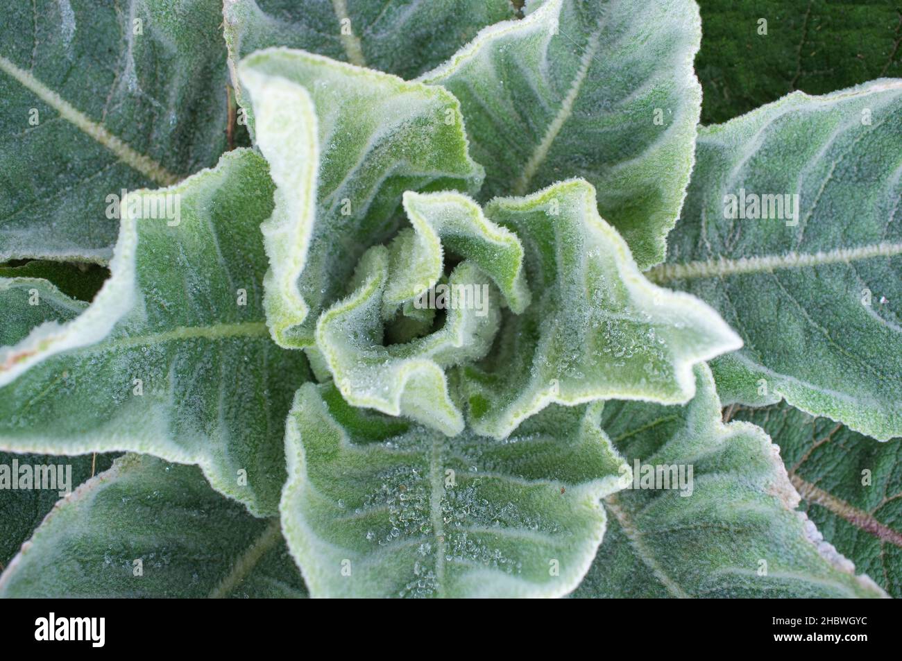 Verbascum, Oberflächenwildpflanze im stiellosen Rosettenstadium. Aufnahme über Kopf Stockfoto