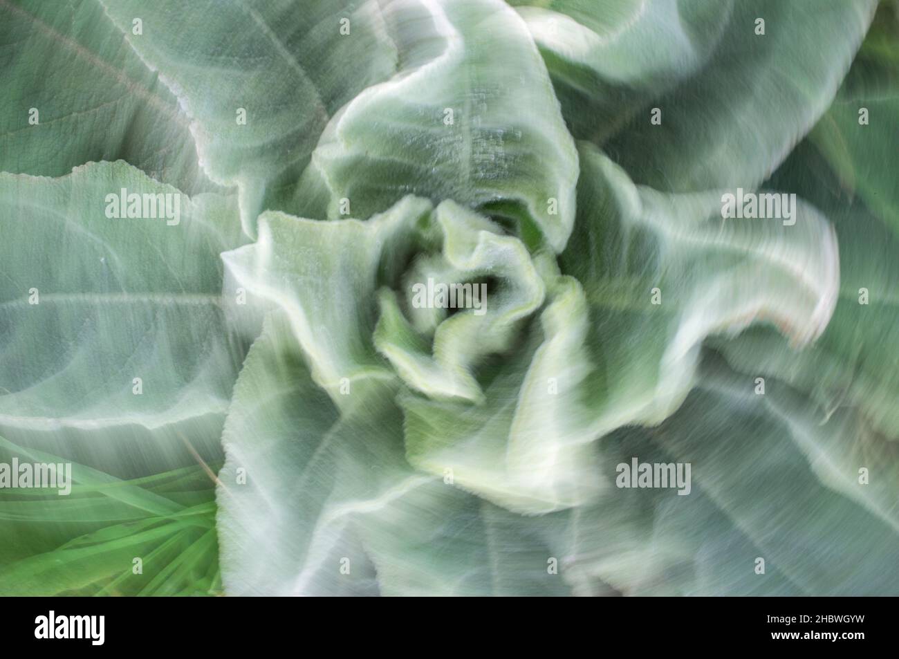 Verbascum, Erde Wildpflanze im stiellosen Rosettenstadium. Bewegungsunschärfen Stockfoto