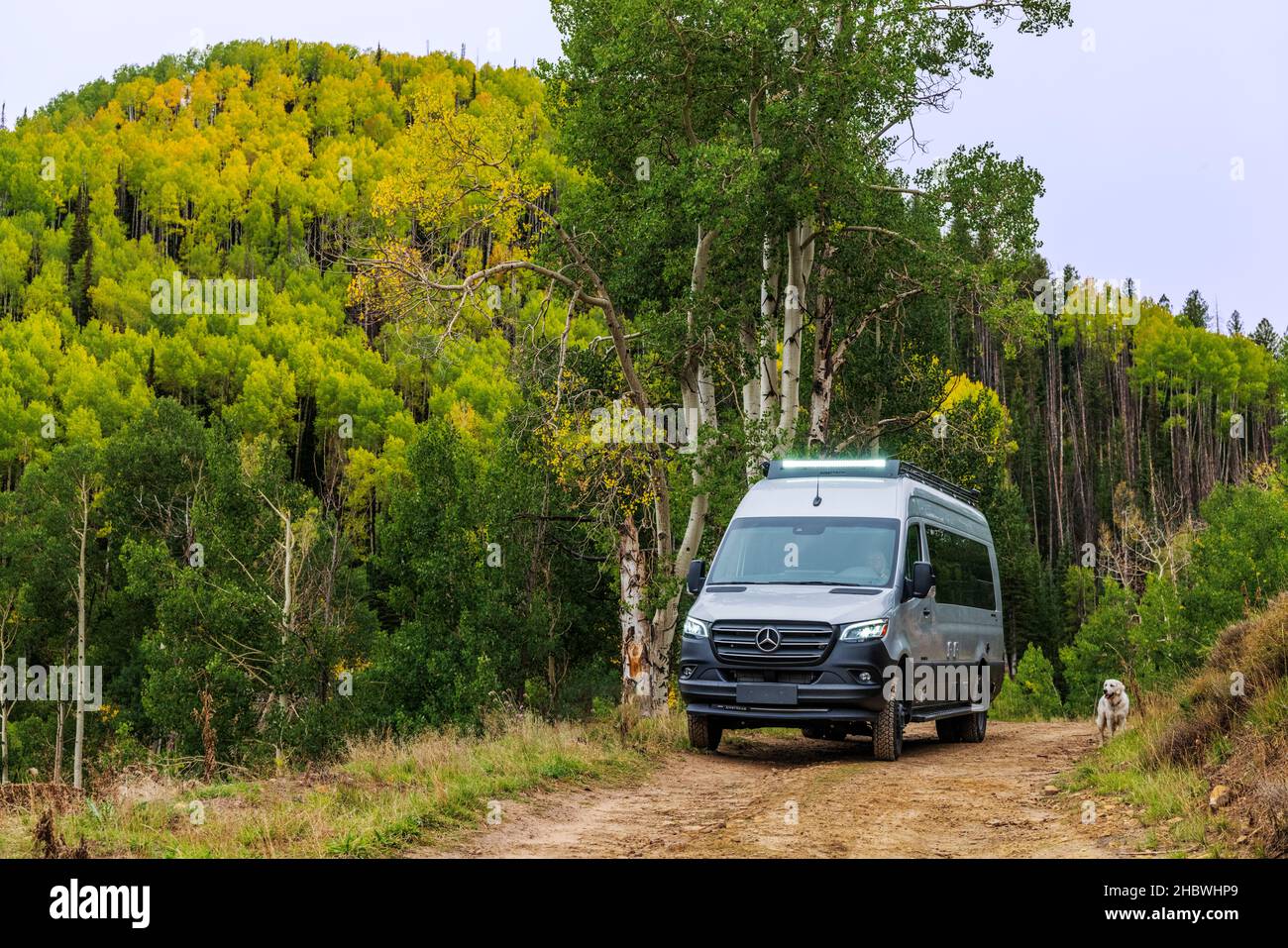 Luftstrom Interstate 24X Wohnmobil auf Feldweg; platinfarbener Golden Retriever Hund; Huntington Canyon; Zentral-Ost-Utah; USA Stockfoto