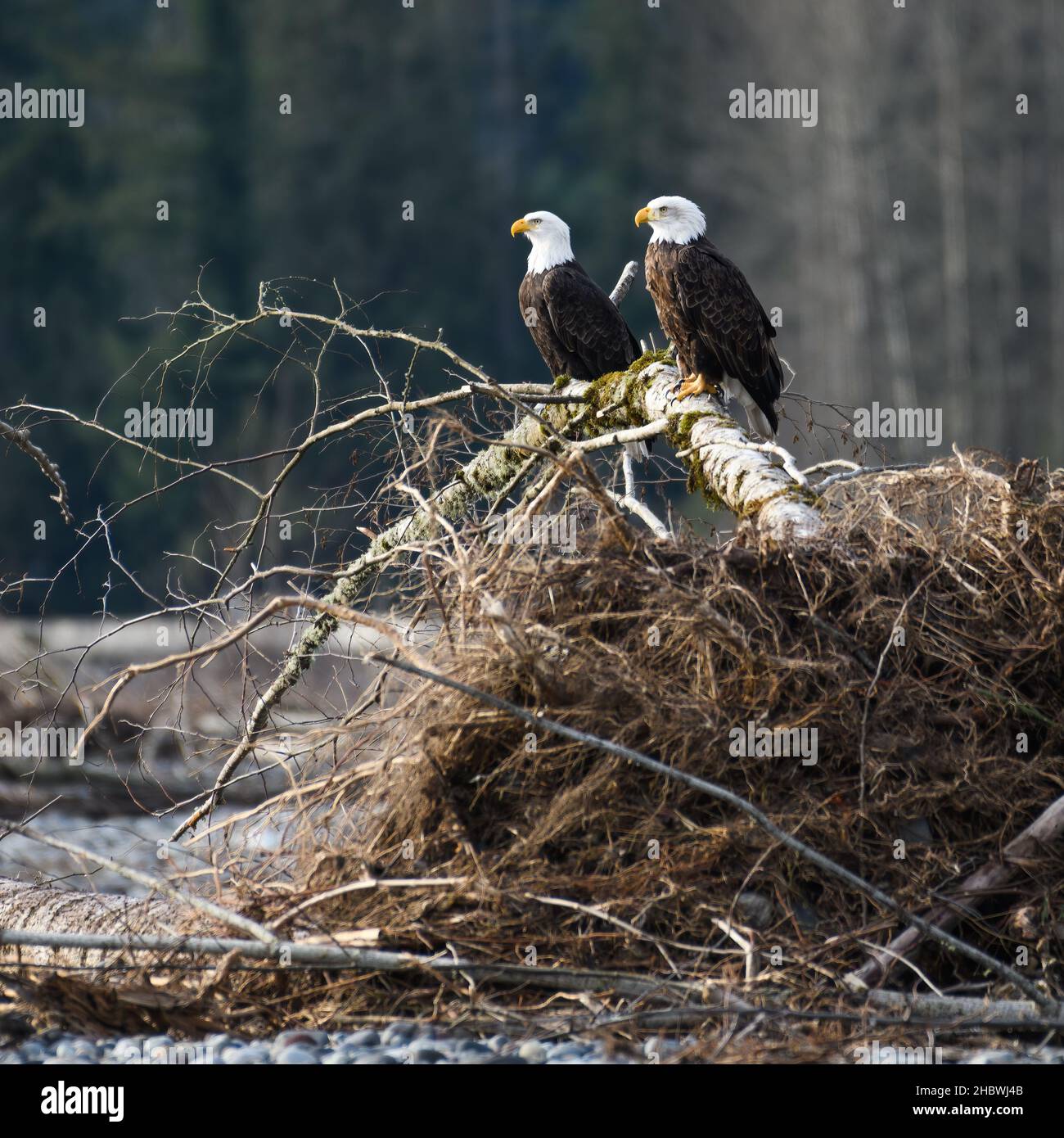 Im Winter steht ein Paar reifer Weißkopfseeadler auf einem umgestürzten Baum mit Wurzelballen am Nooksack River im Nordwesten des Staates Washington Stockfoto