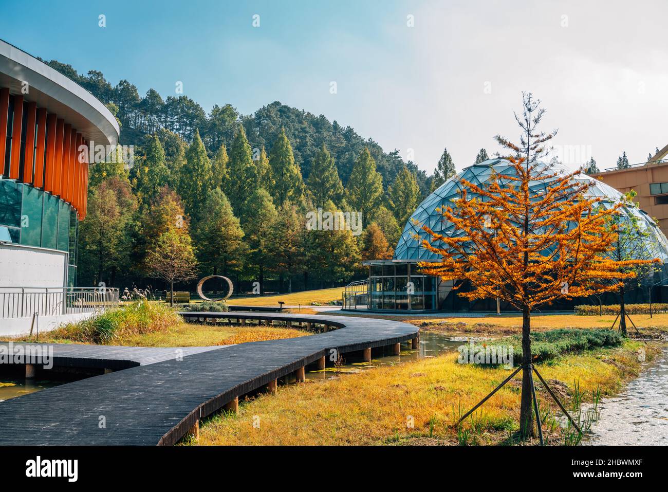Metasequoia Straße im Herbst in Damyang, Korea Stockfoto