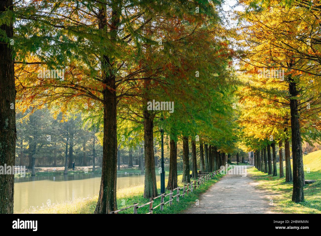 Metasequoia Road Herbstwald in Damyang, Korea Stockfoto