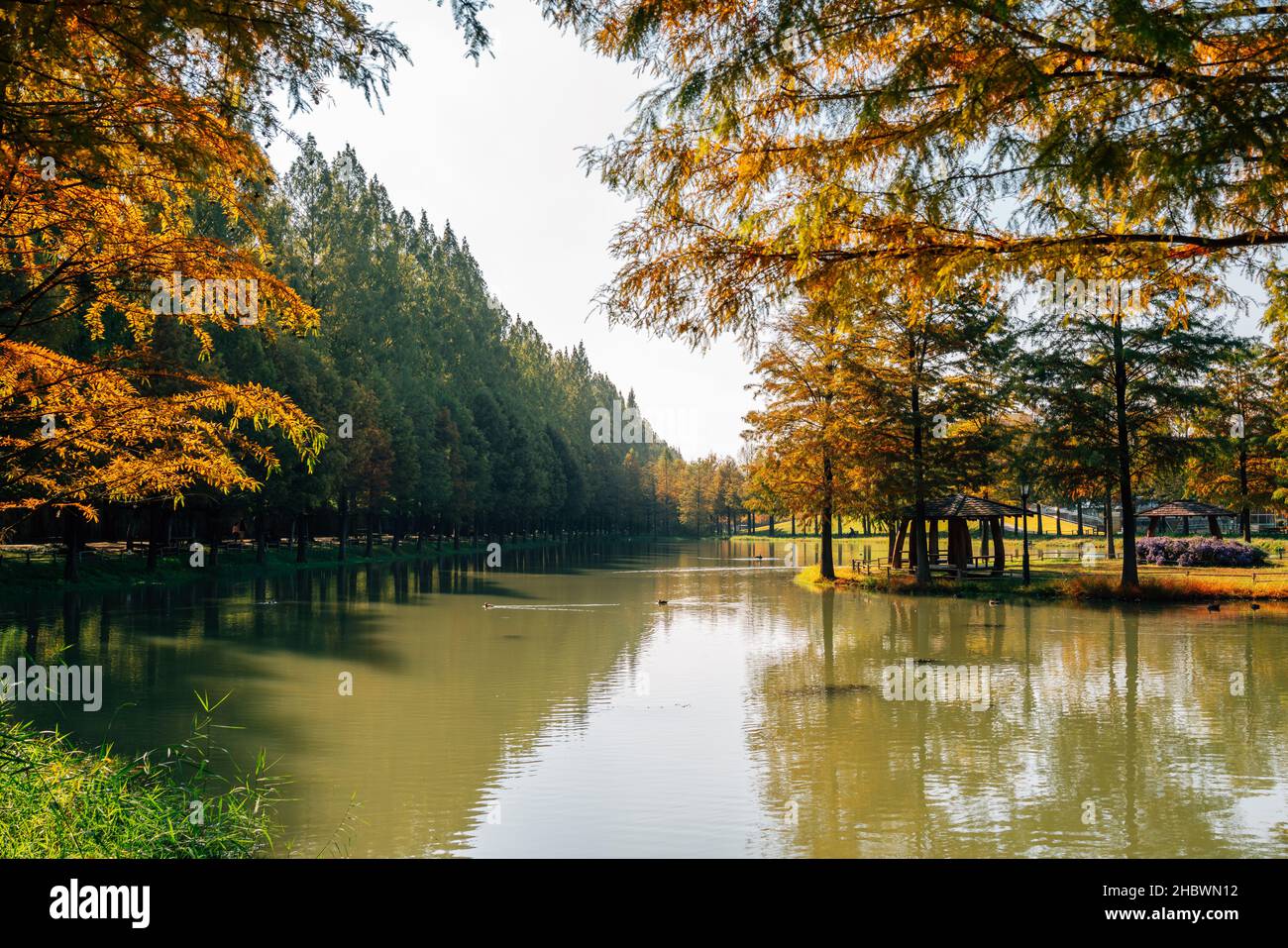 Metasequoia Road Herbstwald in Damyang, Korea Stockfoto