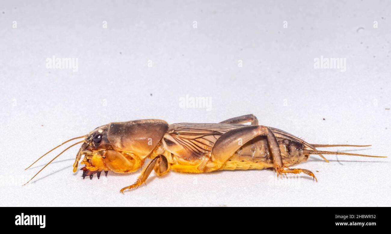 Nahaufnahme des Borneo Mole Cricket Stockfoto