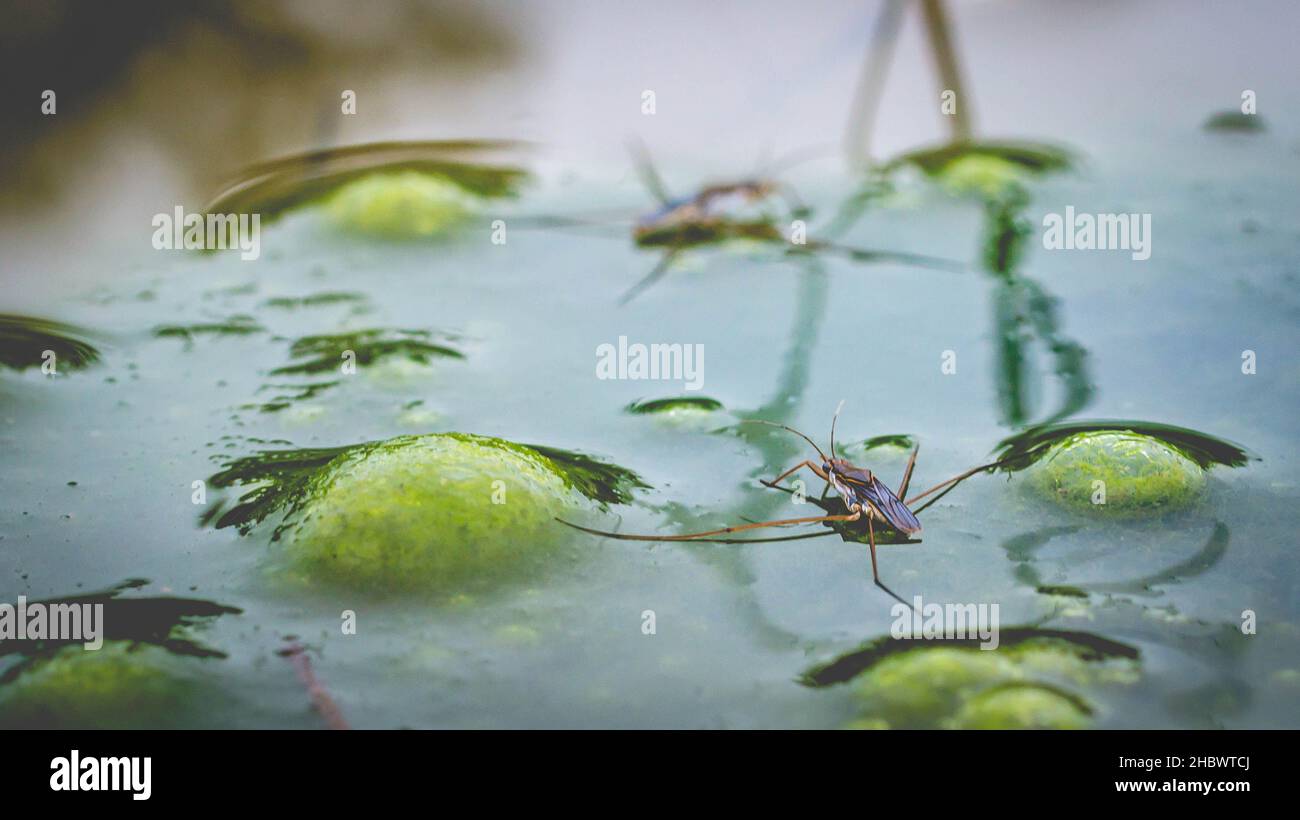 Borneo-Wasserauflauf auf dem Teich Stockfoto