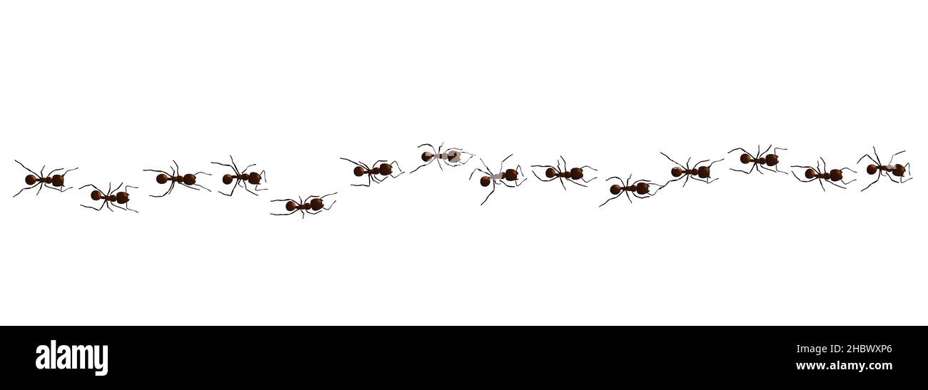 Schwarze Ameisenspur. Arbeiten Insekt Kurve Gruppe Silhouetten isoliert auf weißem Hintergrund. Vektorgrafik. Stock Vektor