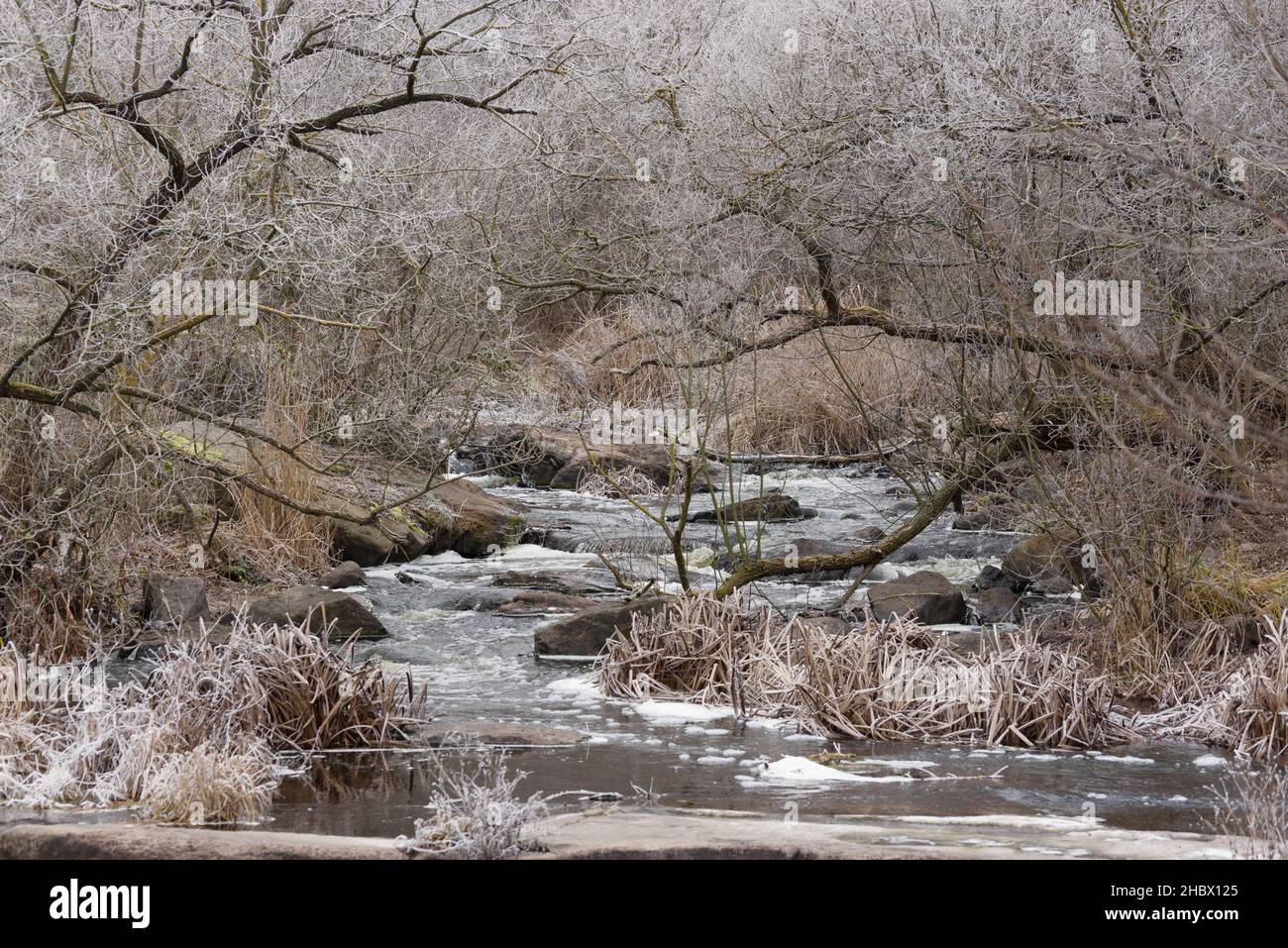 Wunderschöne Winterlandschaft mit dem Fluss Girskiy Tikych, der durch mattierte Bäume und Felsen fließt. Stockfoto