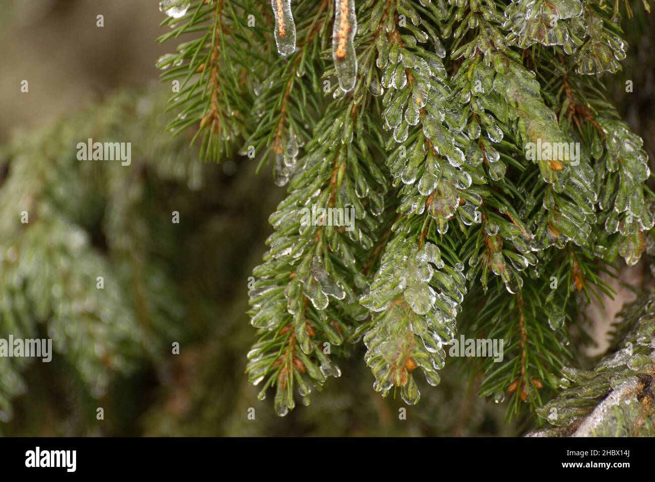 Die mattierten Zweige der Tanne. Winter saisonaler Hintergrund. Selektives Fokusbild der wunderschönen Winterlandschaft. Stockfoto