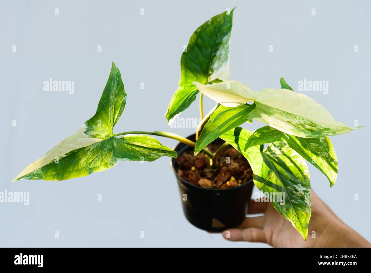 Syngonium podophyllum ist im Topf bunt Stockfoto