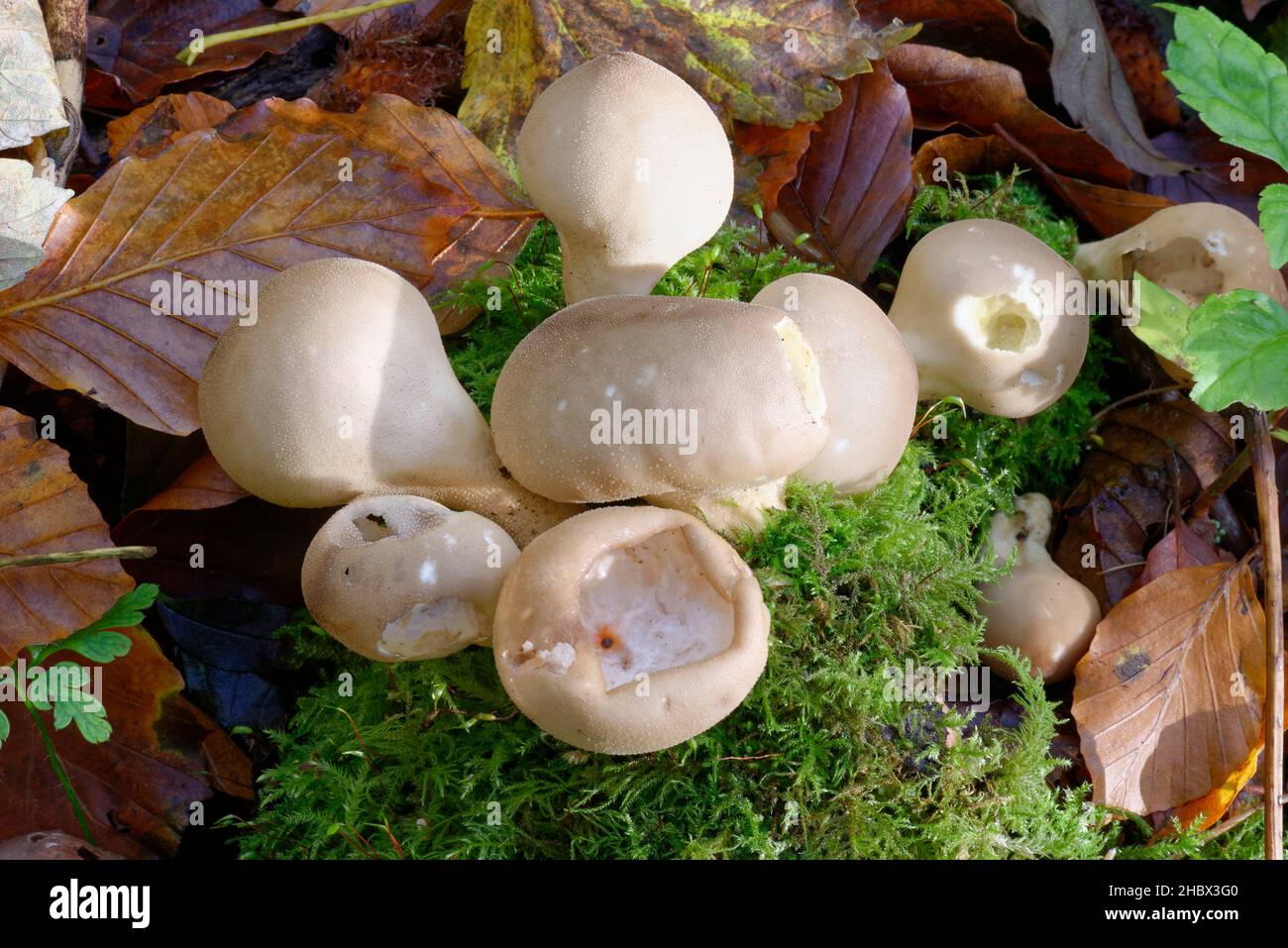 Stump Puffball - Lycoperdon pyriforme, in Moos mit Buchenblättern Stockfoto
