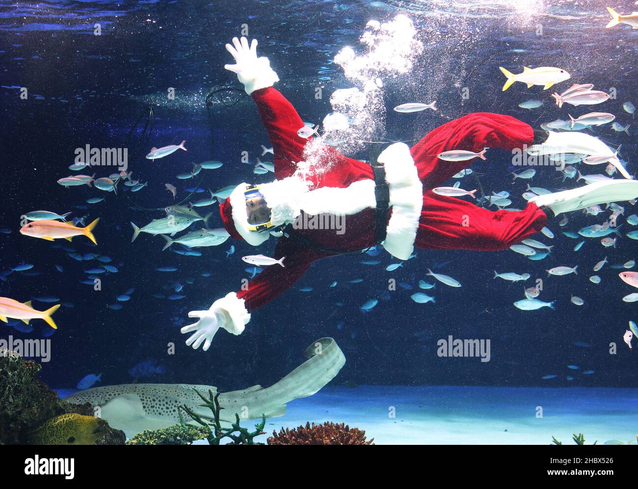 Tokio, Japan. 22nd Dez 2021. Eine Taucherin Ayaka Oshita im Santa-Kostüm schwimmt am Mittwoch, den 22. Dezember 2021, mit einer Fischschule im Sunshine Aquarium bei einer Pressevorschau einer speziellen Fütterungsshow zu Weihnachten in Tokio. Vom 24. Bis 26. Dezember findet im Sunshine Aquarium eine dreitägige Weihnachts-Fütterungsshow statt. Quelle: Yoshio Tsunoda/AFLO/Alamy Live News Stockfoto