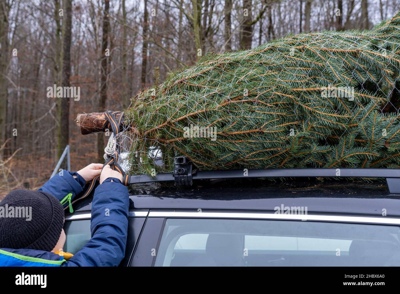 Junge bindet einen Weihnachtsbaum auf das Dach eines Autos Stockfoto