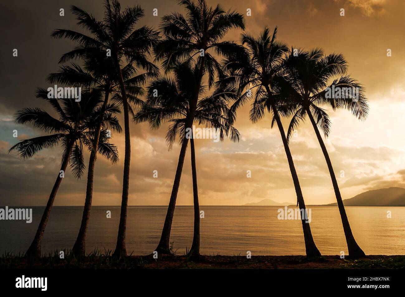 Palmen am tropischen Strand von Cardwell in North Queensland. Stockfoto
