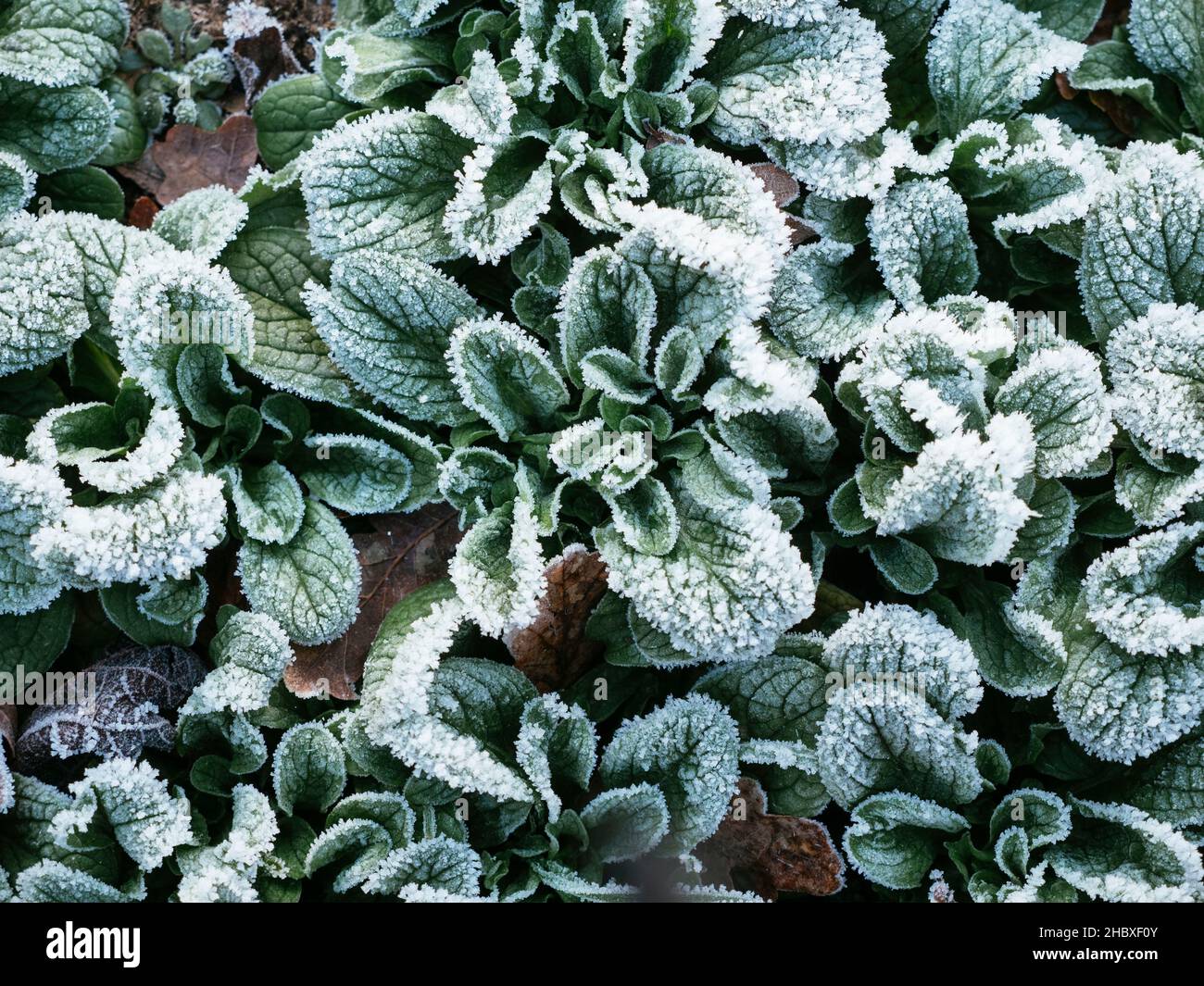 Maissalat (Valerianella locusta) mit Frost im Dezember. Stockfoto