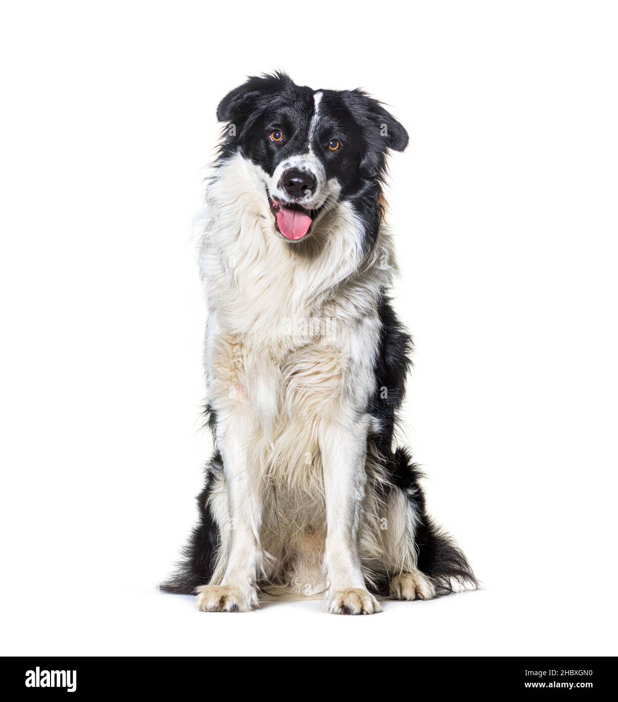 Keuchend schwarz-weiß Grenze Collie Hund Porträt posiert vor sitzen, isoliert auf weiß Stockfoto