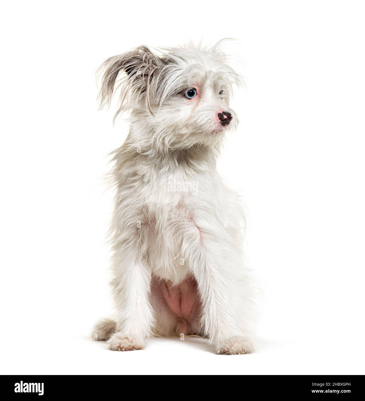 Weißer Yorkie-Pom Hund, isoliert auf Weiß. Mischrasse Pommern und Yorkshire Terrier Stockfoto