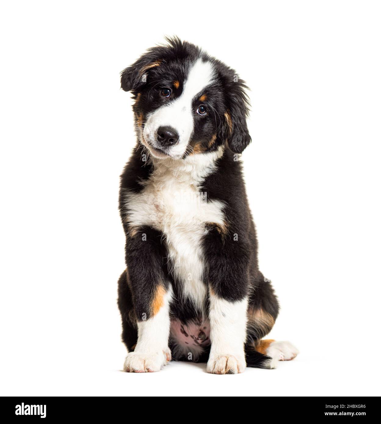 Welpe Bordernese Hund. Mixedbreed Border Collie und Berner Sennenhund; drei Monate alt Stockfoto