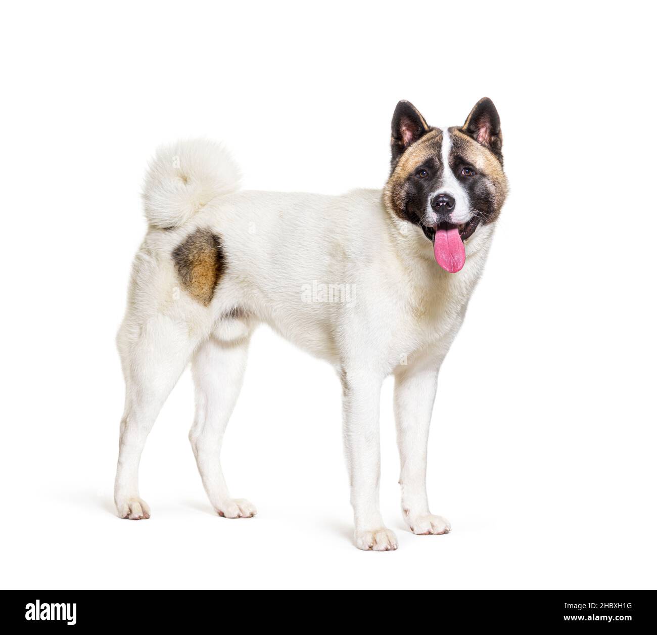 Stehender amerikanischer akita-Hund, der auf die Kamera schaut, isoliert auf Weiß Stockfoto
