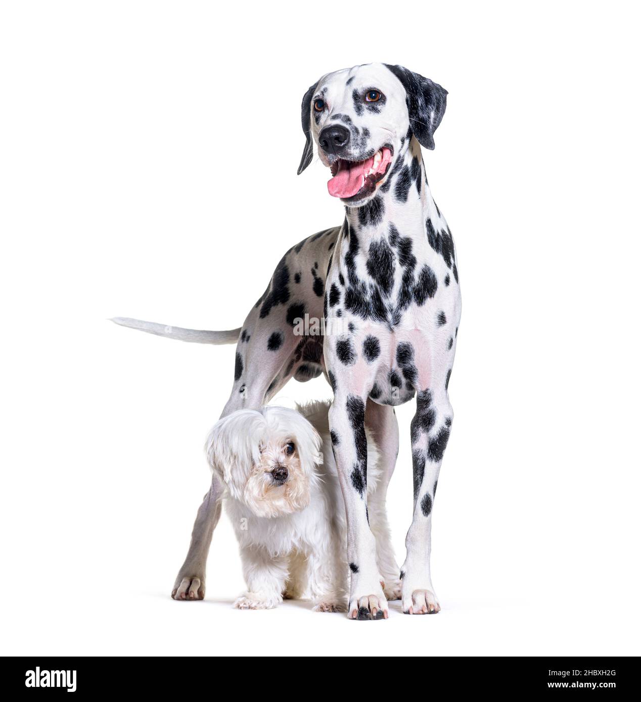 Maltesischer und dalmatinischer Hund stehen zusammen, isoliert auf Weiß Stockfoto