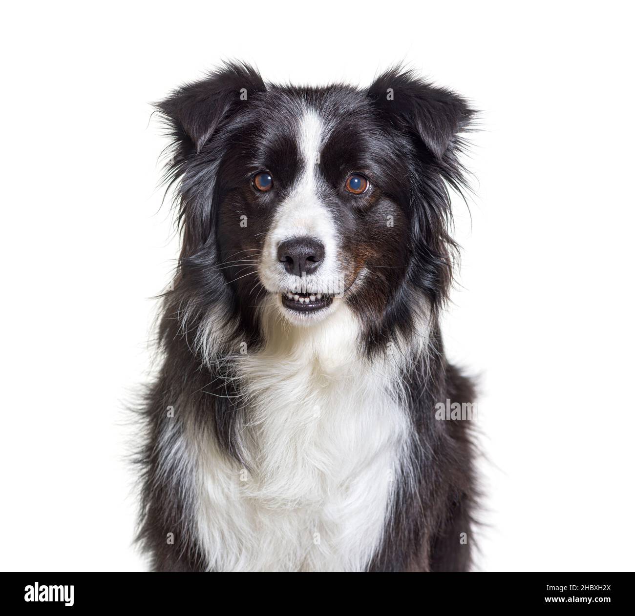 Border Collie Hund, isoliert auf weiß Stockfoto
