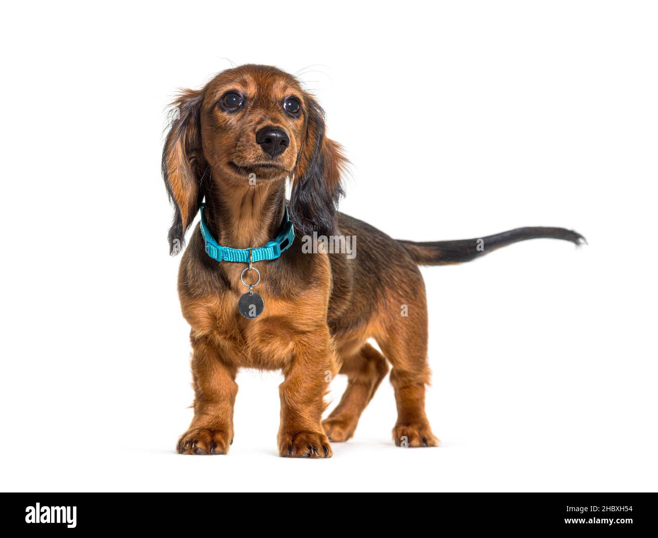 Dackel mit blauem Hundehalsband, stehend, isoliert auf weiß Stockfoto