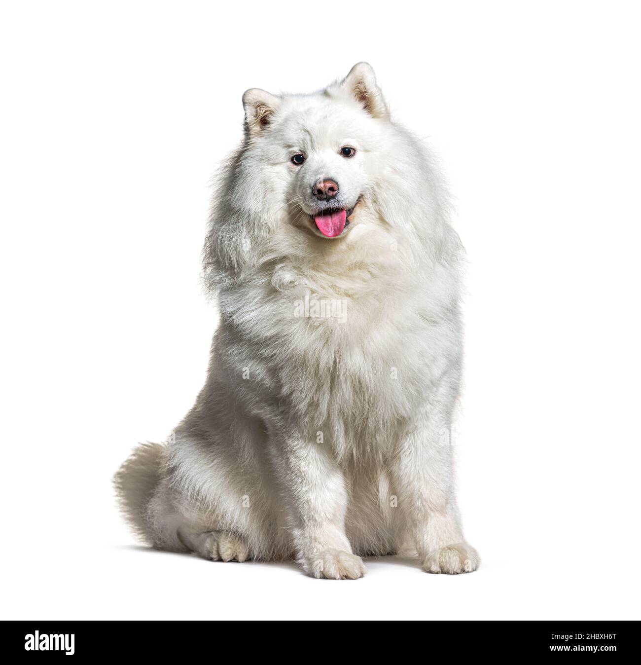 Weiß samoyed Hund isoliert auf weiß Stockfoto