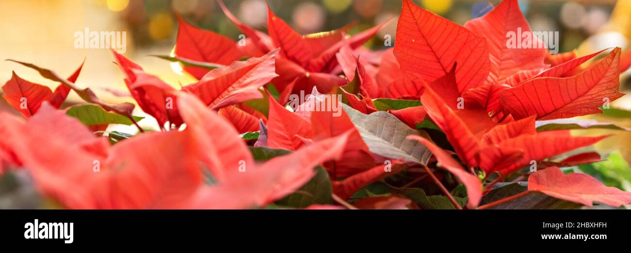 Weihnachtliche rote Blume auf goldenem Hintergrund Stockfoto