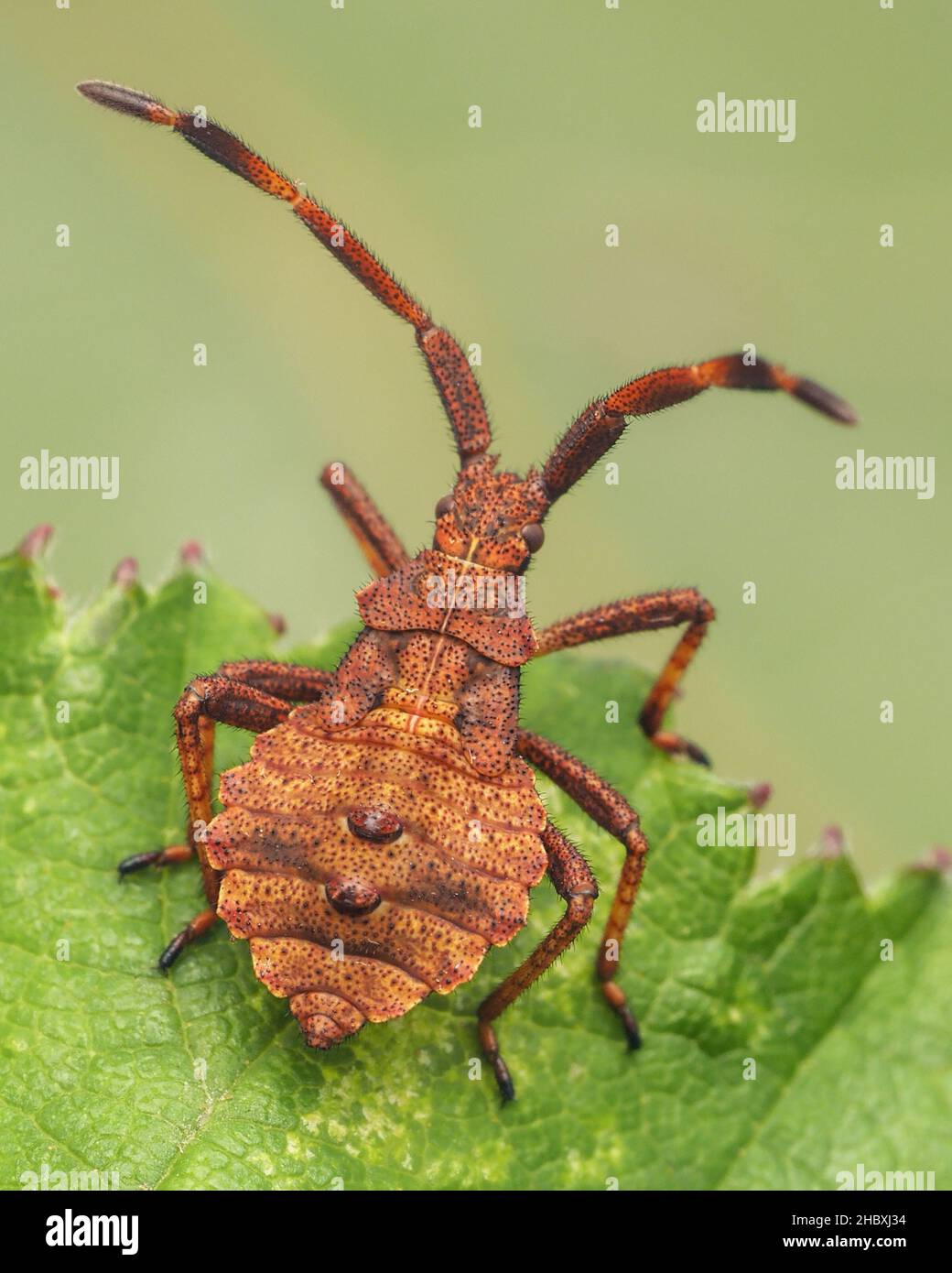 Dock Bug Nymphe (Coreus marginatus) ruht auf Bramble. Tipperary, Irland Stockfoto