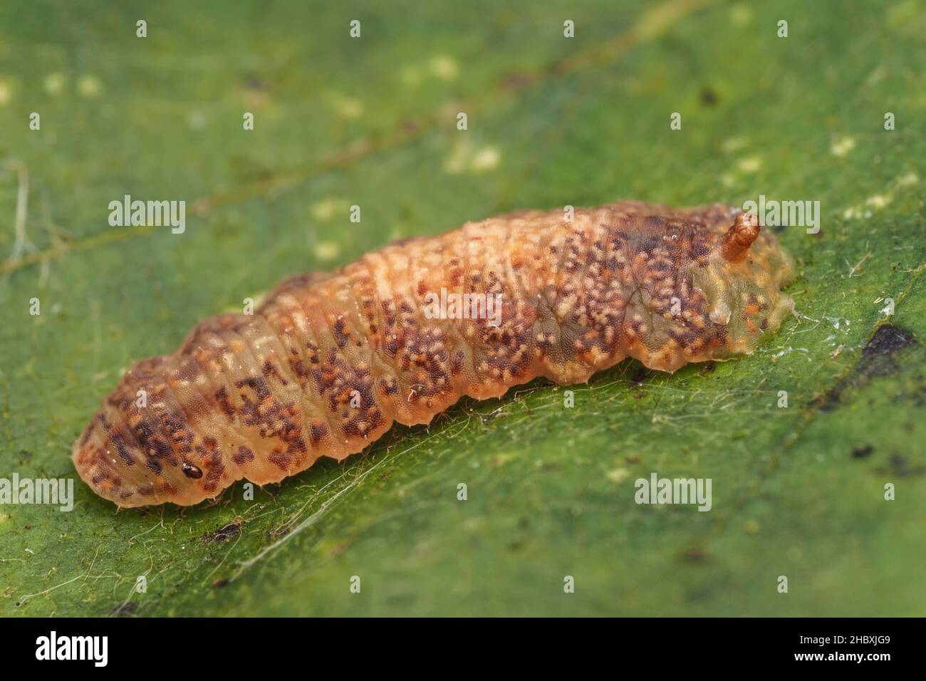 Leucozona glaucia Hoverfly Larve auf Blatt. Tipperary, Irland Stockfoto