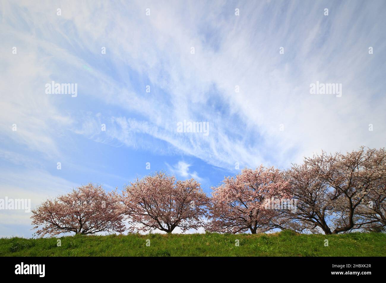 Eine Reihe von Kirschblütenbäumen am Ufer des Tama River, wo Blumen in voller Blüte blühen Stockfoto