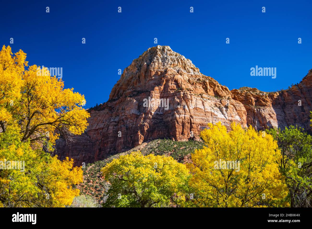 Das ist ein Blick auf die Herbstfarben und den Bridge Mountain im Zion National Park, Springdale, Washington County, Utah, USA. Stockfoto