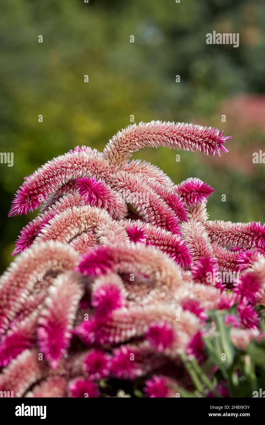 Wunderbar rosa rot leuchtend leuchtend blühende Celosia argentea, aufrechtes Bild Stockfoto