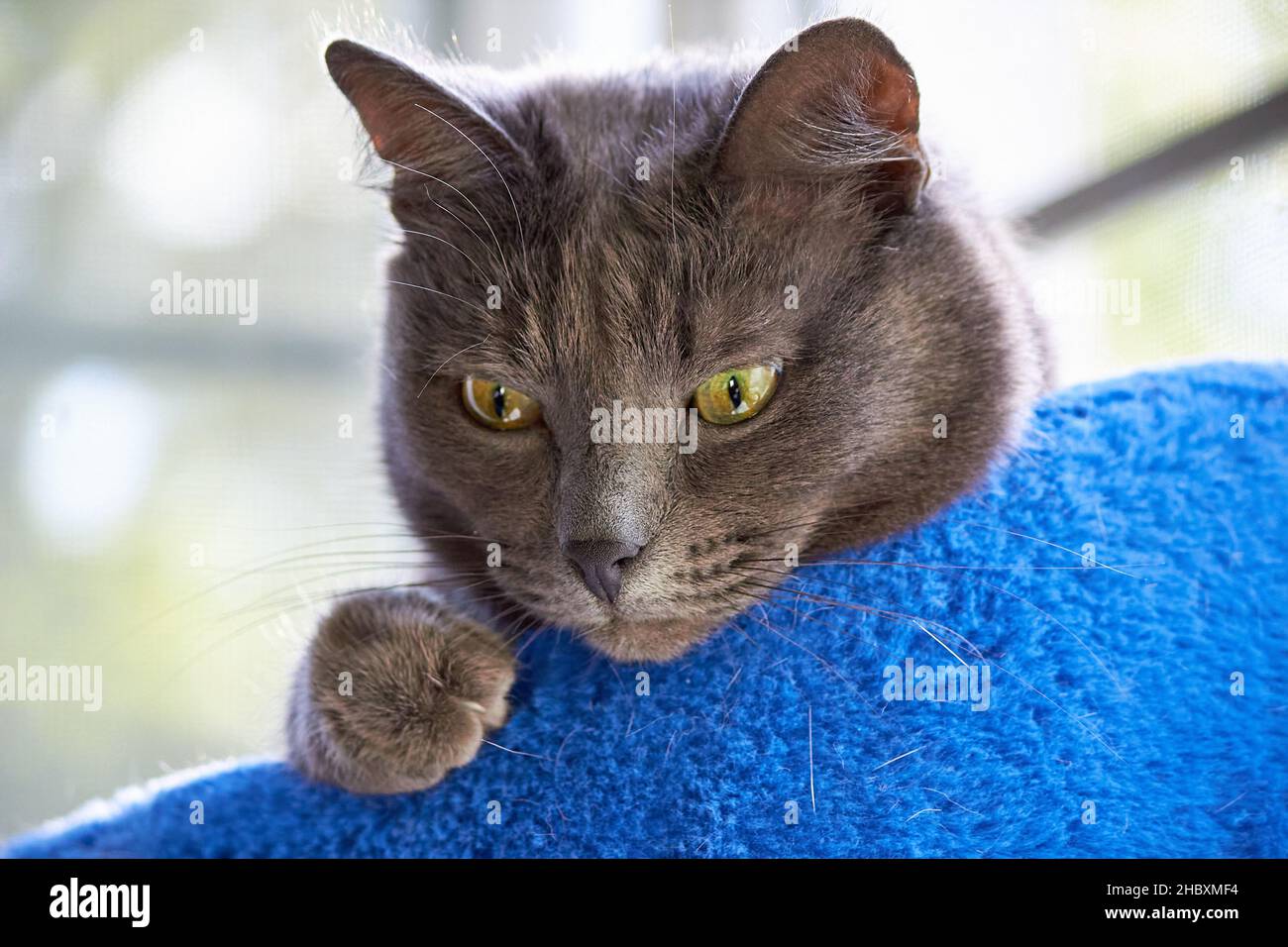 Die Schnauze einer grauen Katze guckt aus einem Korb Stockfoto